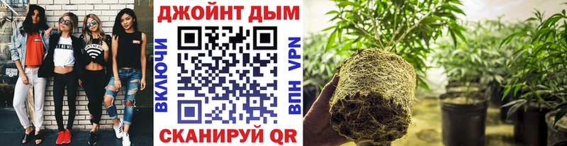 МАРИХУАНА план  как найти   Касимов 